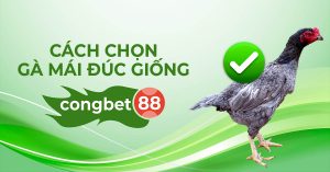 Cách chọn gà mái đúc giống