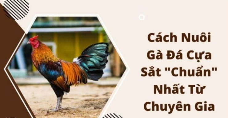 Hướng dẫn cách nuôi gà đá cựa sắt chuyển từ chuyên gia