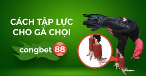 cách tập lực cho gà chọi