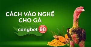 Cách Vào Nghệ Cho Gà