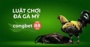 luật chơi đá gà mỹ congbet88