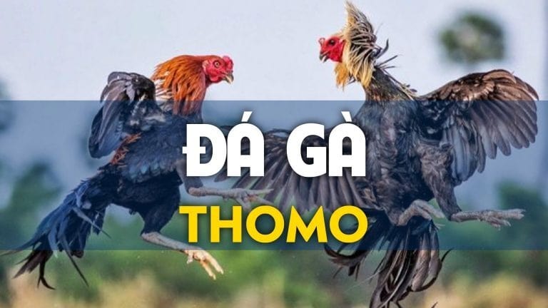 Cá cược đá gà Thomo cực hot